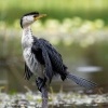 Kormoran cernobily - Microcarbo melanoleucos - Little Pied Cormorant o7579